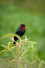 Garibaldi on the high grass