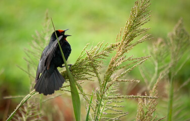 Garibaldi on the high grass