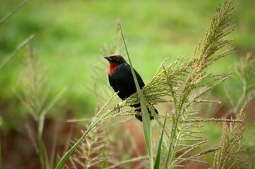 Garibaldi on the high grass