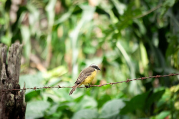 Lesser kiskadee on the fence