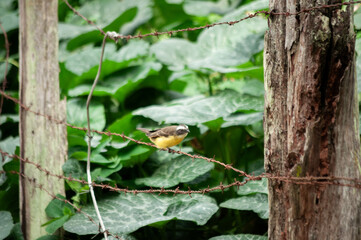 Lesser kiskadee on the fence