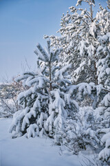Trees, branches covered with snow, details in a snowy landscape