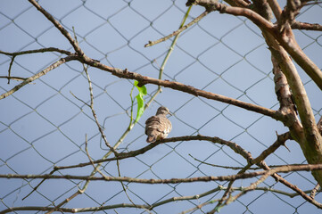 Turtledove on the branch