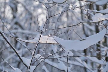 Trees, branches covered with snow, details in a snowy landscape