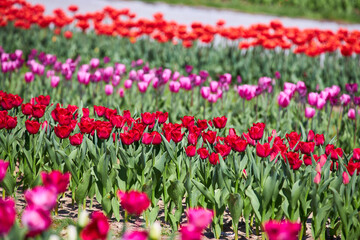 Flower bed with colorful tulips. Tulip flowers in blooming park.