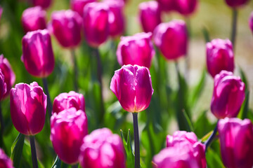 Blooming Goland tulips. Field of multicolored tulips close-up as a concept of holiday and spring. Lawn with flowers with space for text and copy space.