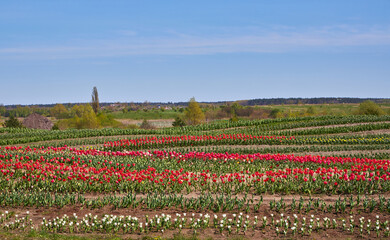 Rows of colorful tulips at flower farm
