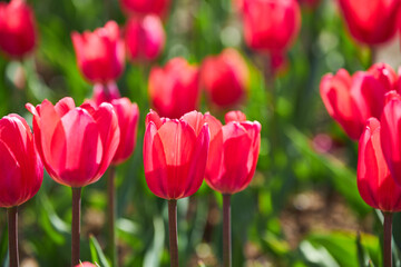 Spring background with red tulips flowers. beautiful blossom tulips field. spring time, copy space