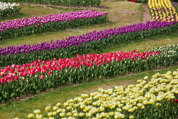 Flower bed with colorful tulips. Tulip flowers in blooming park.