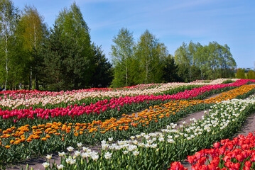 Tulip field with rows of different color