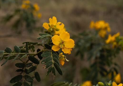 Flor de quebracho marilla