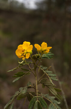 Flores de quebracho