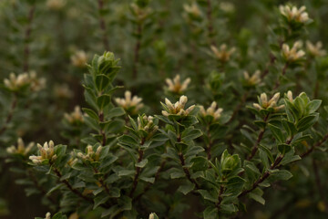 Arbusto con flores baccharis consamguinea