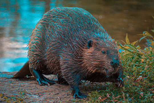 La vida fascinante del castor: Habilidad constructora y esp&iacute;ritu laborioso.