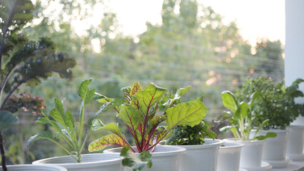 Fototapeta na wymiar Swiss Chard vegetables and other home growth on the balcony