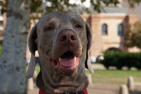 retrato en primer plano de perro de raza weimaraner o braco de Weimar, mirada astuta, perro guardián