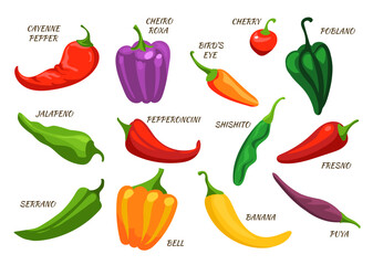 Varieties of pepper. Hot paprika. Cayenne bell. Cherry, jalapeno and serrano sorts. Spicy and sweet tastes. Vegetables cultivars. Kitchen ingredients. Vegan product. Splendid vector set