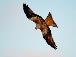 Red kite (Milvus milvus)