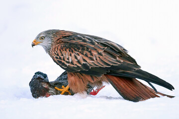 Red kite (Milvus milvus)