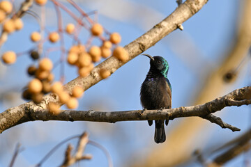 Palestinian Sunbird. Least Concern (Population stable) Found in parts of the Middle East and sub-Saharan Africa, it is also known as the orange-tufted sunbird.