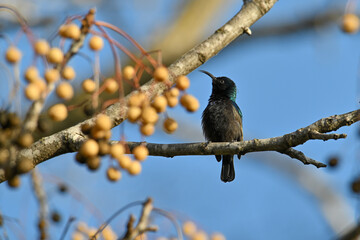 Palestinian Sunbird. Least Concern (Population stable) Found in parts of the Middle East and sub-Saharan Africa, it is also known as the orange-tufted sunbird.