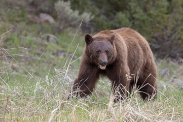 Black Bear in Springtime in Yellowstone National Park Wyoming