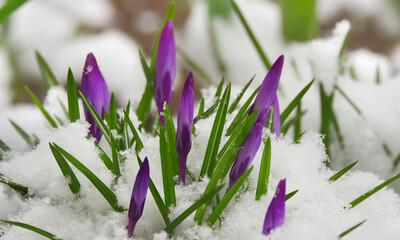 Crocus flowers in the snow
