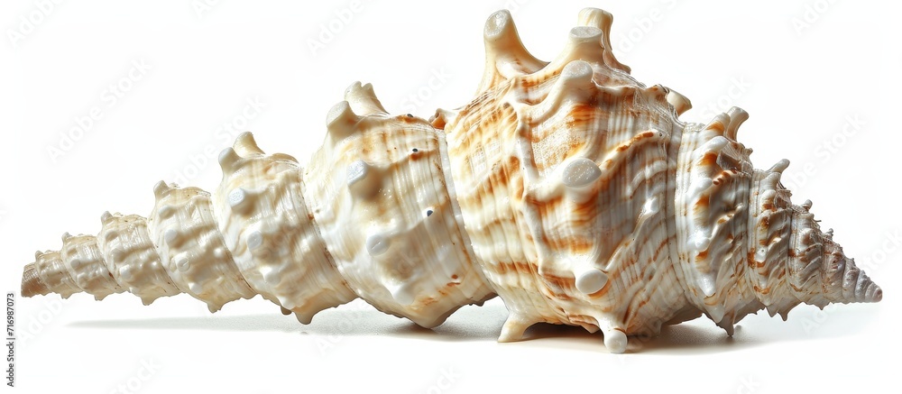 Poster sea shell with spines on a white background and clipping path.