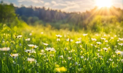 Fototapeten Sunny spring field: Vibrant camomile flowers under the sun © karandaev