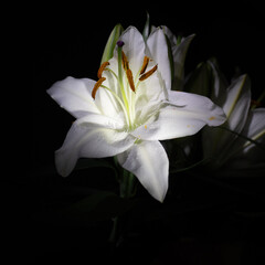Fototapeta na wymiar Bouquet of withe flowers