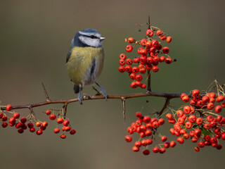 Blue tit, Cyanistes caeruleus