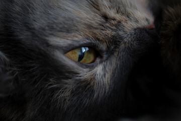 Muzzle gray cat with an open eye closeup.
