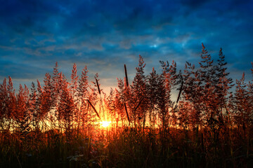 Naklejka premium Grass silhouettes against the background of the evening or morning sun. Summer landscape.