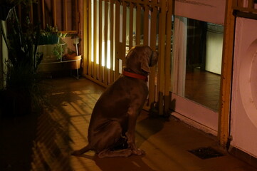 perro de raza Weimaraner sentado esperando en la puerta para entrar