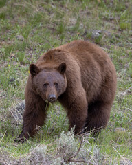 Fototapeta premium Black Bear in Springtime in Yellowstone National Park Wyoming