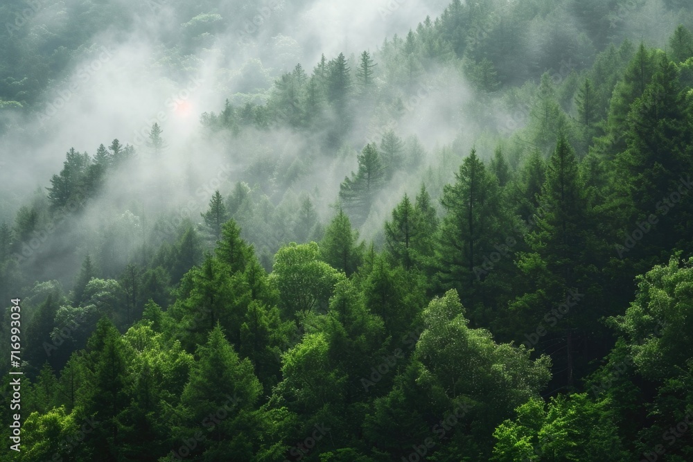 Leinwandbilder A view of a forest covered in fog. Perfect for creating a mysterious and atmospheric setting.