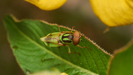 Green soldier fly perched on a leaf Hedriodiscus Pulcher