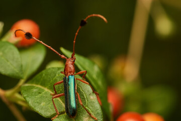Insect known as guitar eater perched on a brown branch (Compsocerus violaceus)