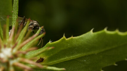 Details of an ant with wings perched on a leaf