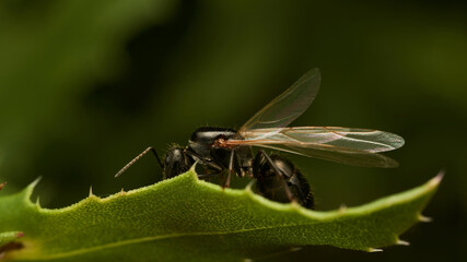 Details of an ant with wings perched on a leaf
