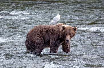 Alaskan Brown Bear in the Water- Brooks River, Katmai National Park