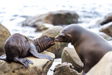 Baby and Mama Sea Lions