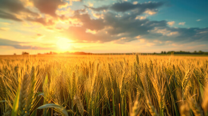field of wheat during sunset, summer landscape