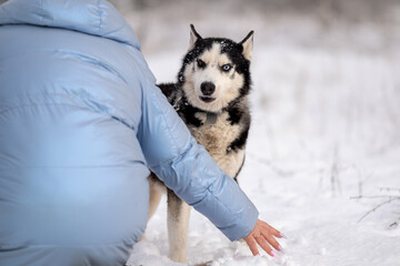 Walking with your pet husky in the park in winter. Friendship with a dog. Breeding and keeping a husky dog.
