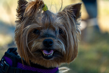 Yorkshire Terrier Dog