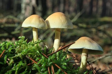 Three forest trees illuminated by the sun against the background of the autumn forest.