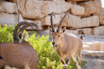 mountain goat on the ground
