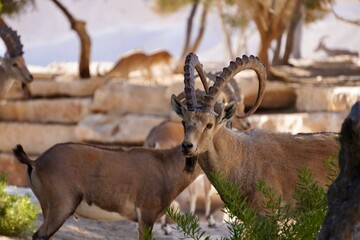 mountain goat on a rock