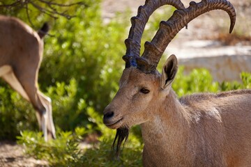 close up of a ibex