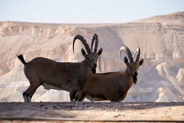 goats in the desert